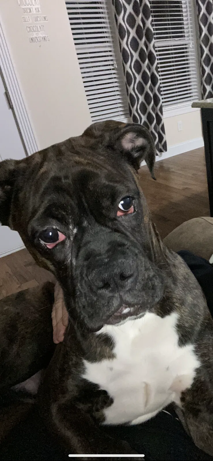 Lost dog in Gastonia, NC, 28056