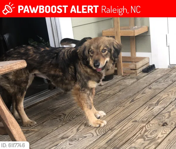 Lost dog in Raleigh, NC, 27603