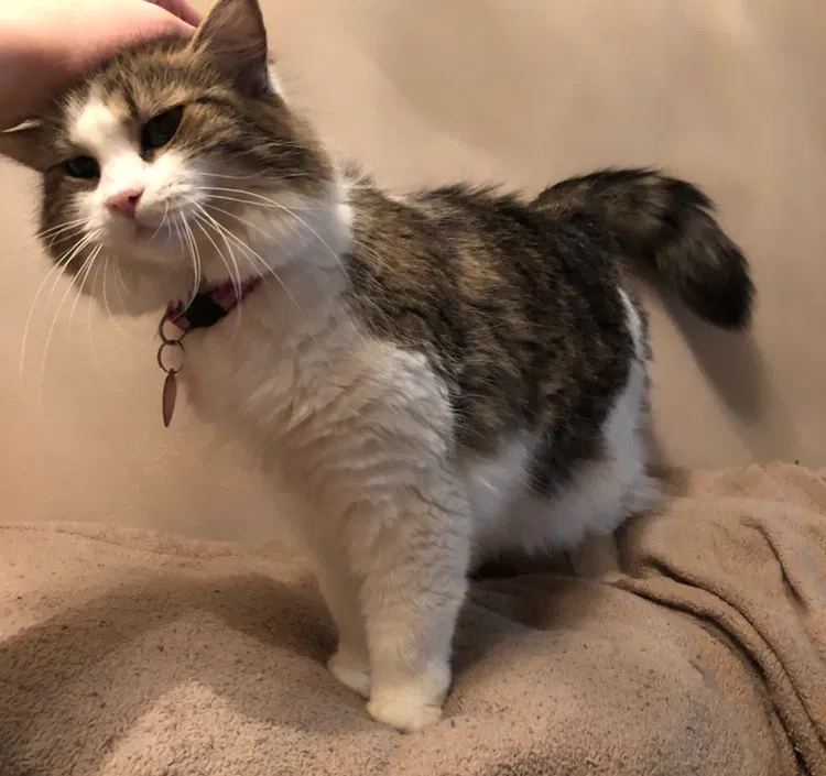 Lost cat in Baltimore, MD, 21211