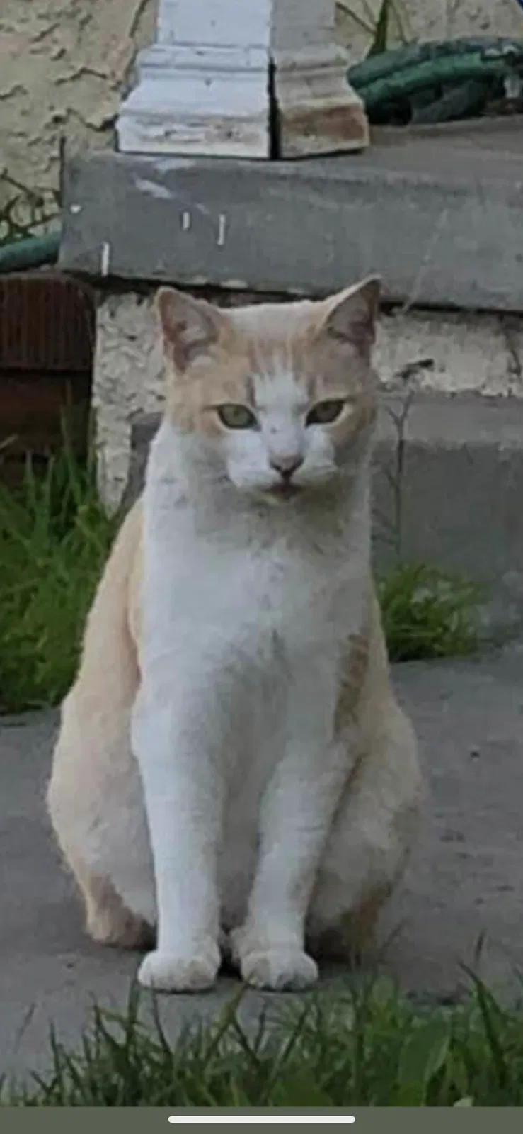 Lost cat in Lawndale, CA, 90260