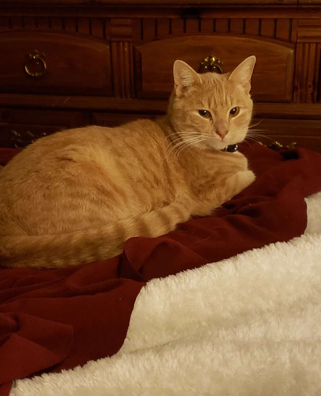Lost cat in Simpsonville, SC, 29681
