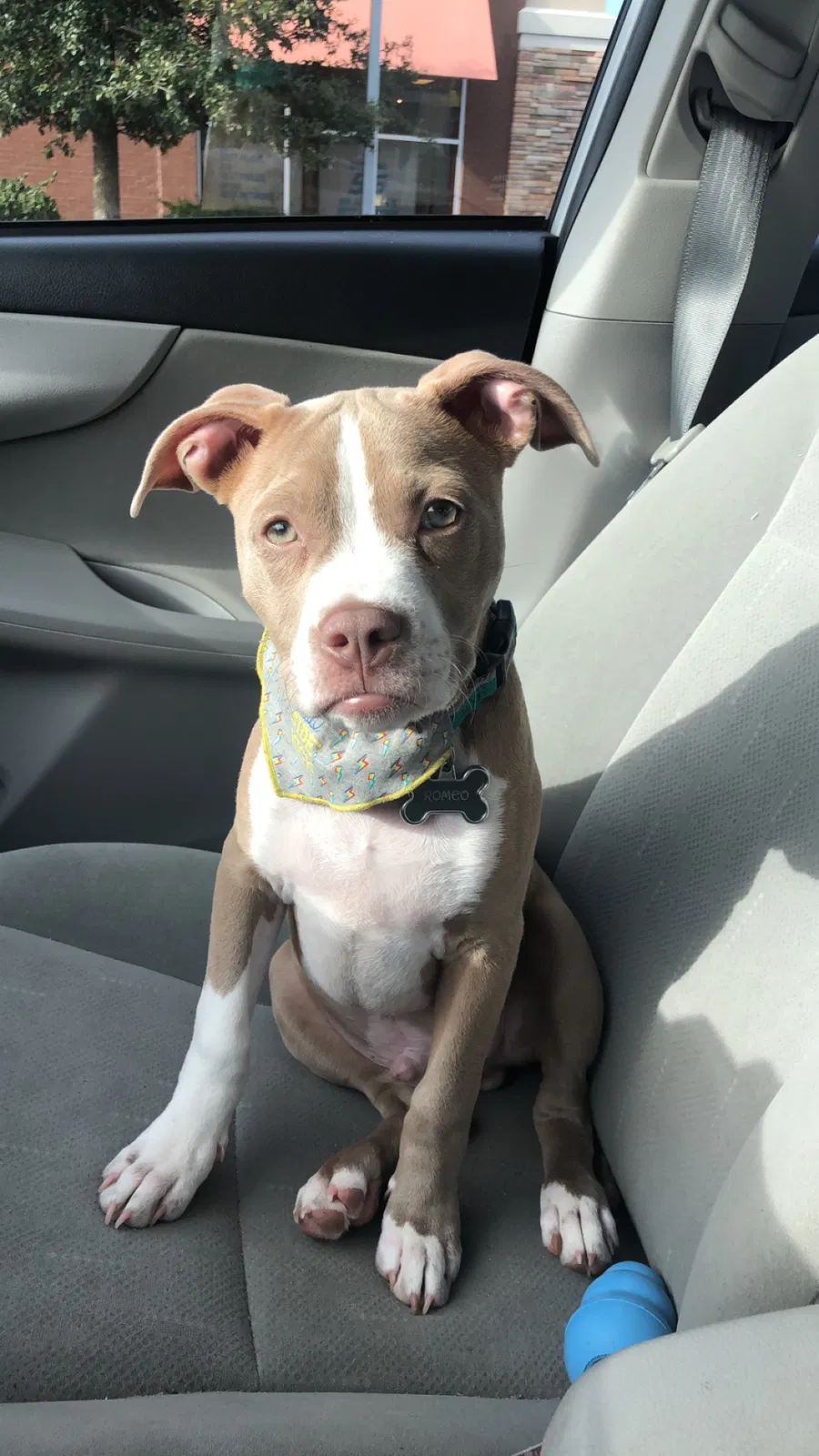 Lost dog in Pelion, SC, 29123