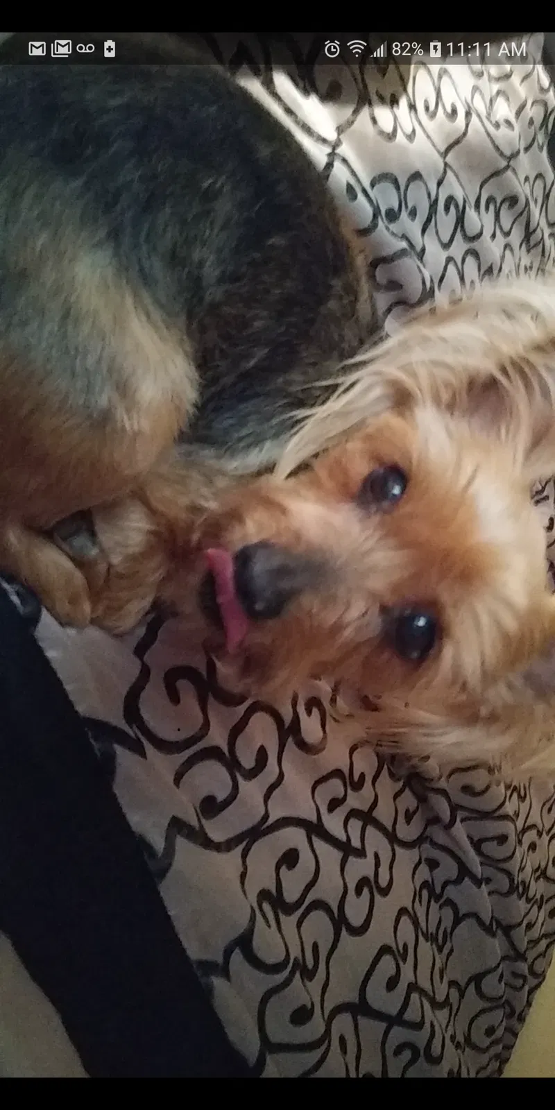 Lost dog in El Paso, TX, 79924
