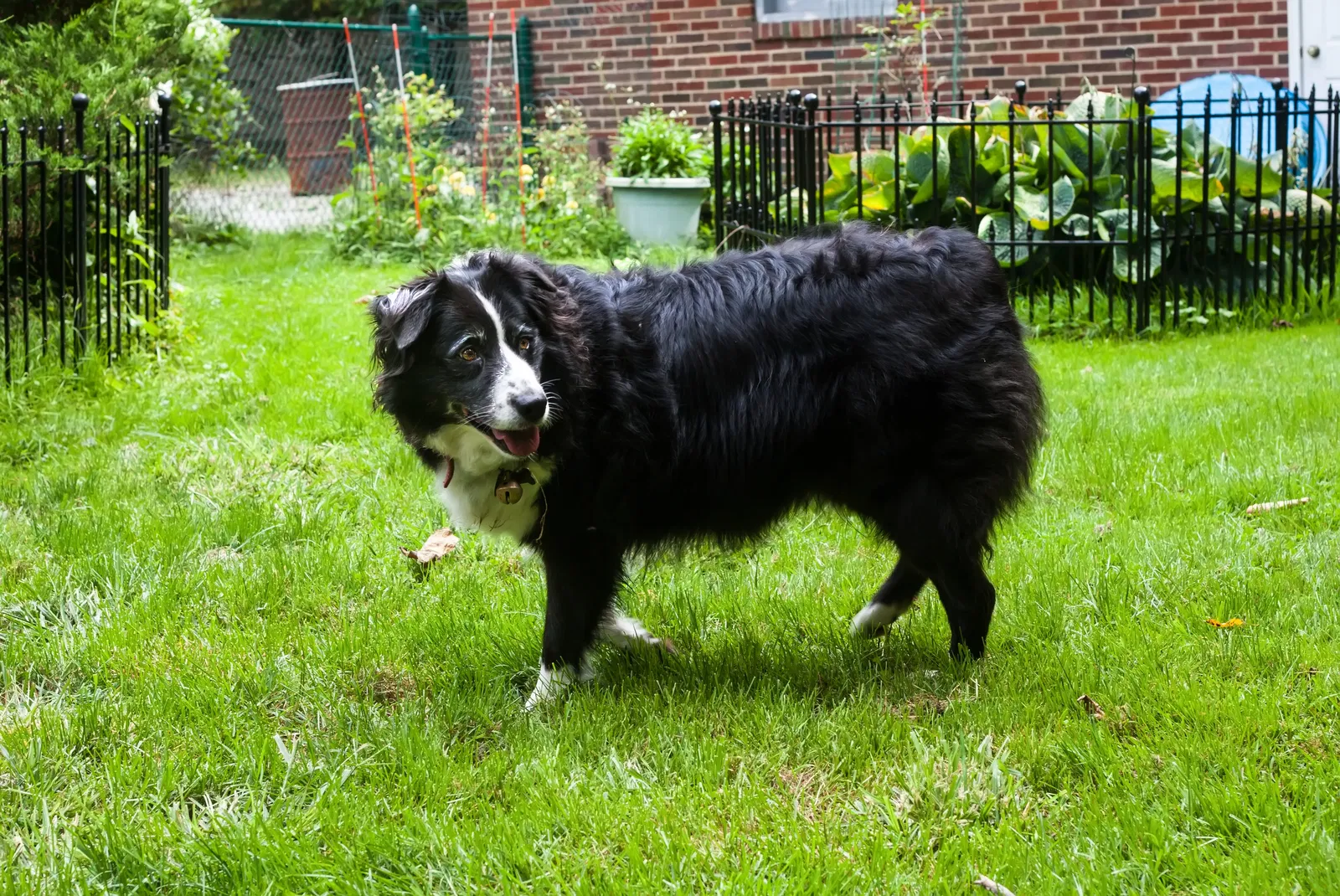 Lost dog in Broadview Heights, OH, 44147