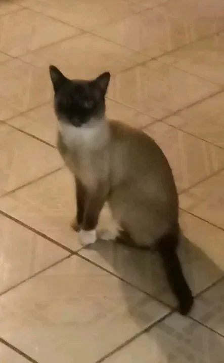 Lost cat in Rancho Cucamonga, CA, 91730