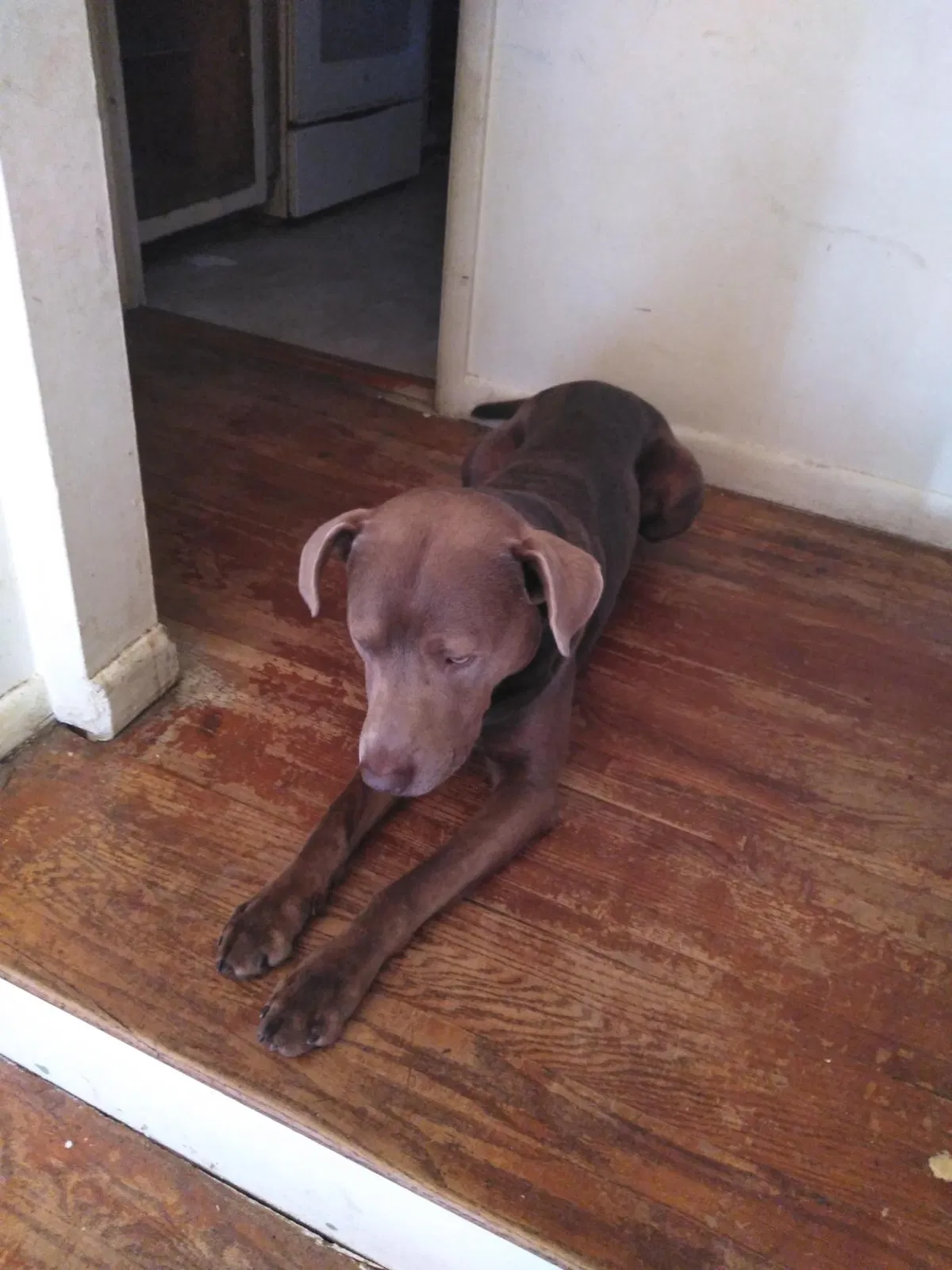 Lost dog in Jonesboro, GA, 30237