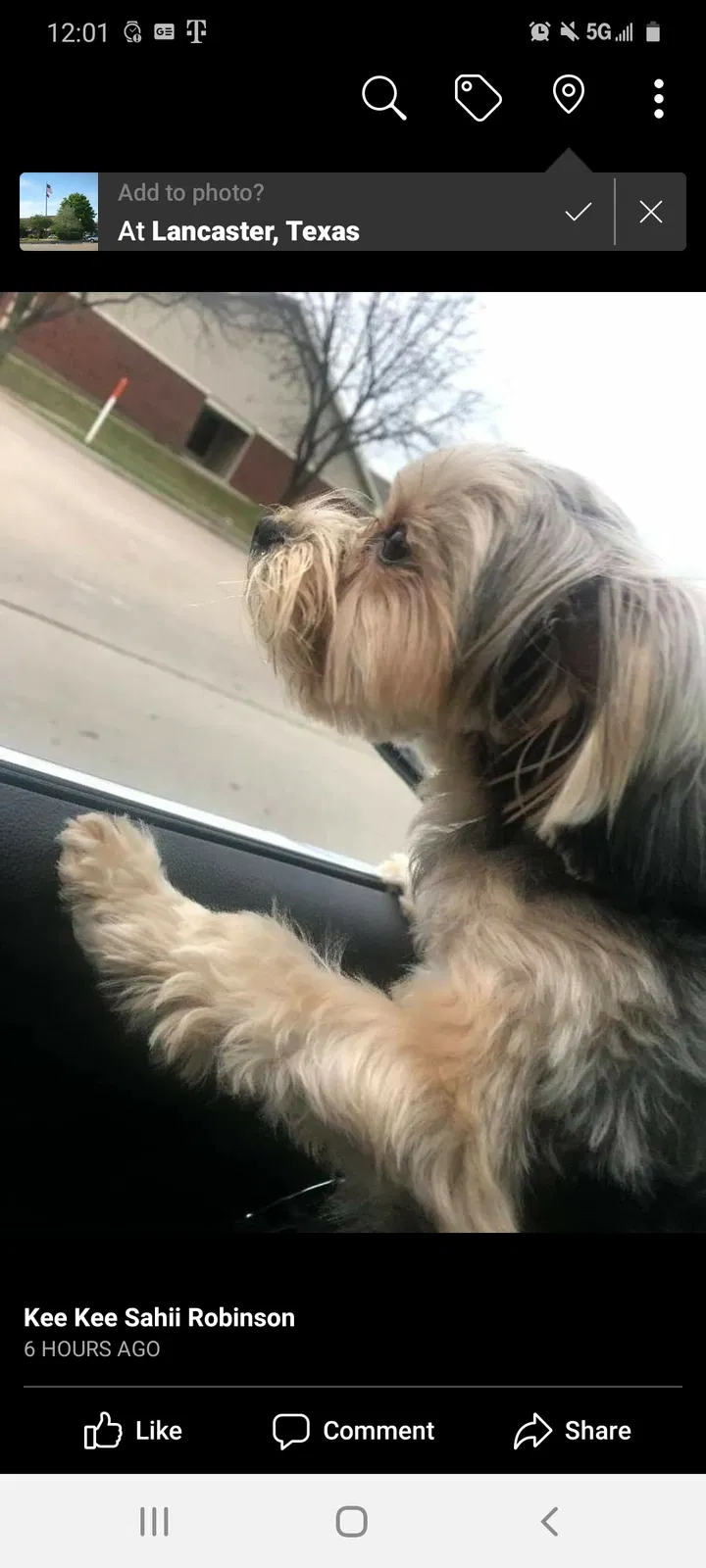 Lost dog in Lancaster, TX, 75146
