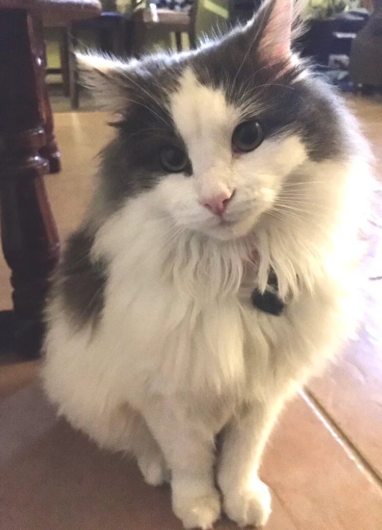 Lost cat in Dallas, TX, 75253