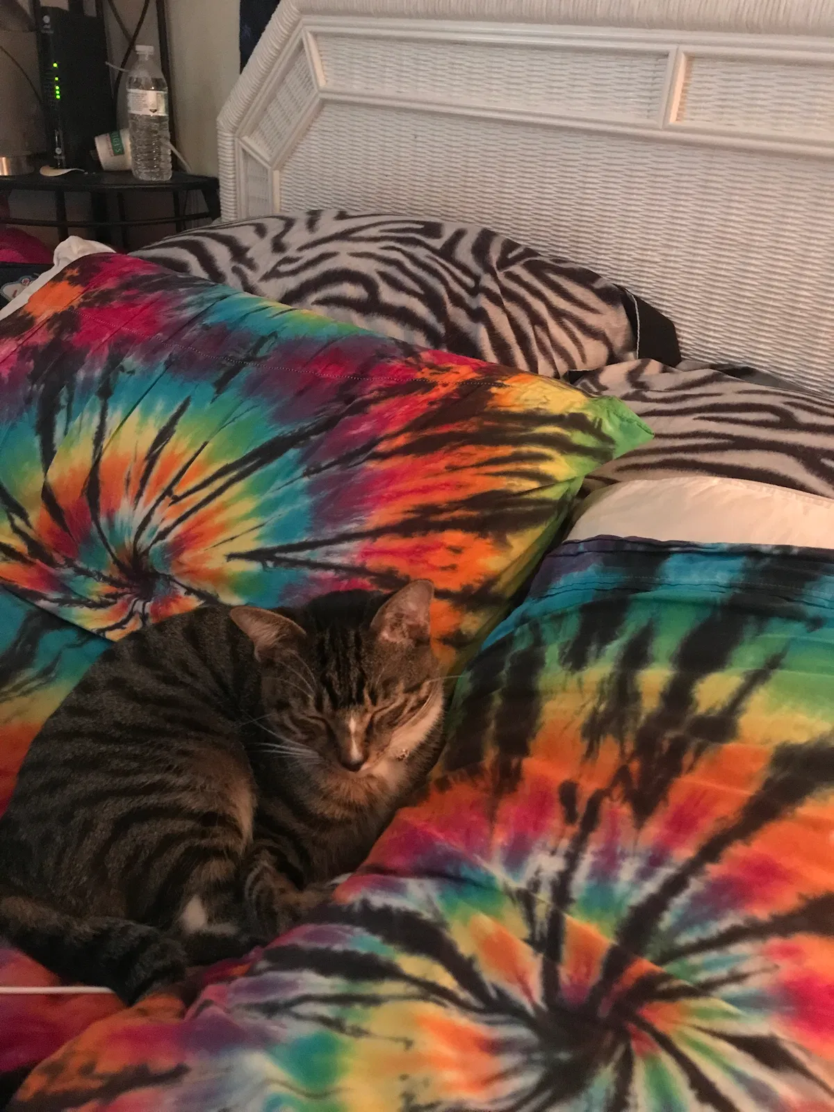 Lost cat in Vero Beach, FL, 32966