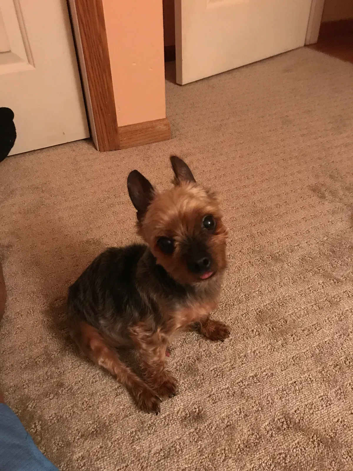 Lost dog in Lockport, IL, 60441