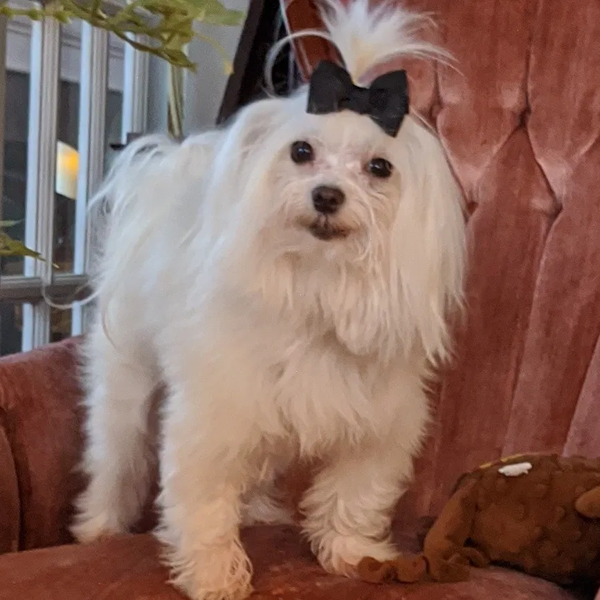 Lost dog in Belmont, NC, 28012