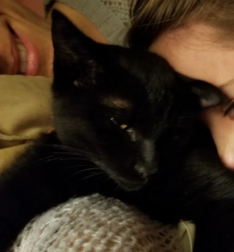 Lost cat in Sacramento, CA, 95842