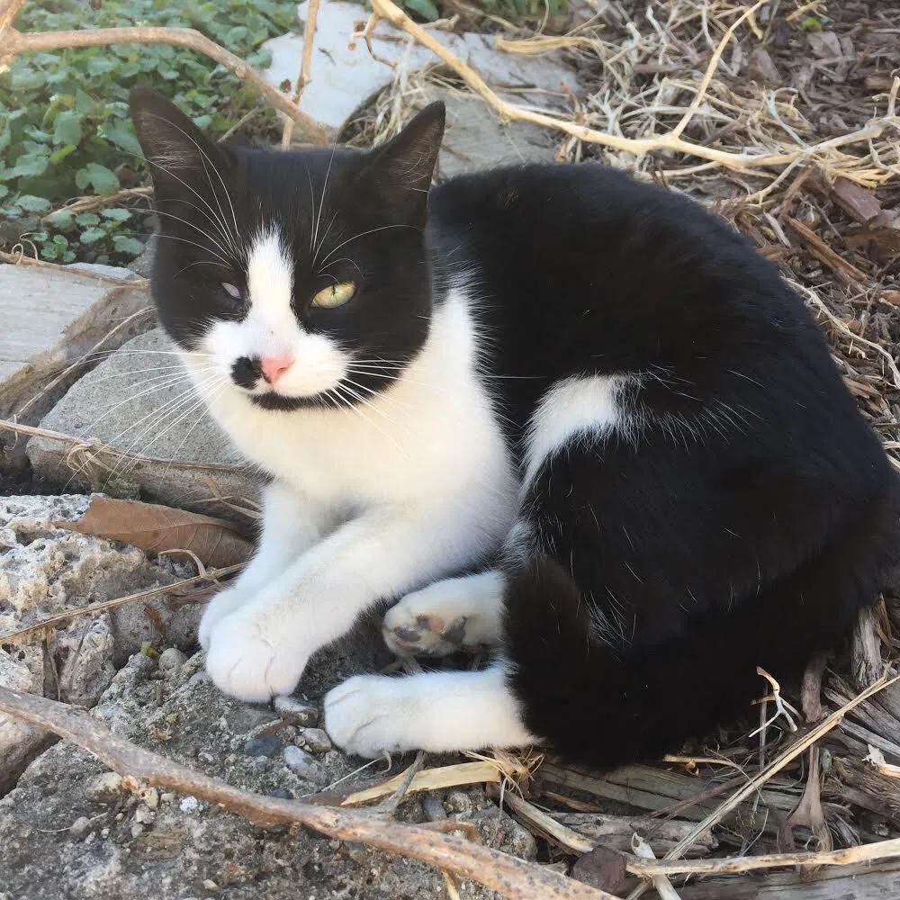 Lost cat in Highland Park, MI, 48203