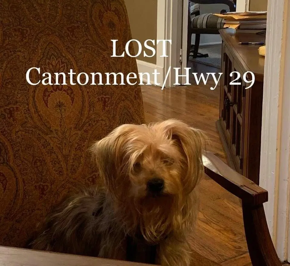 Lost dog in Cantonment, FL, 32533