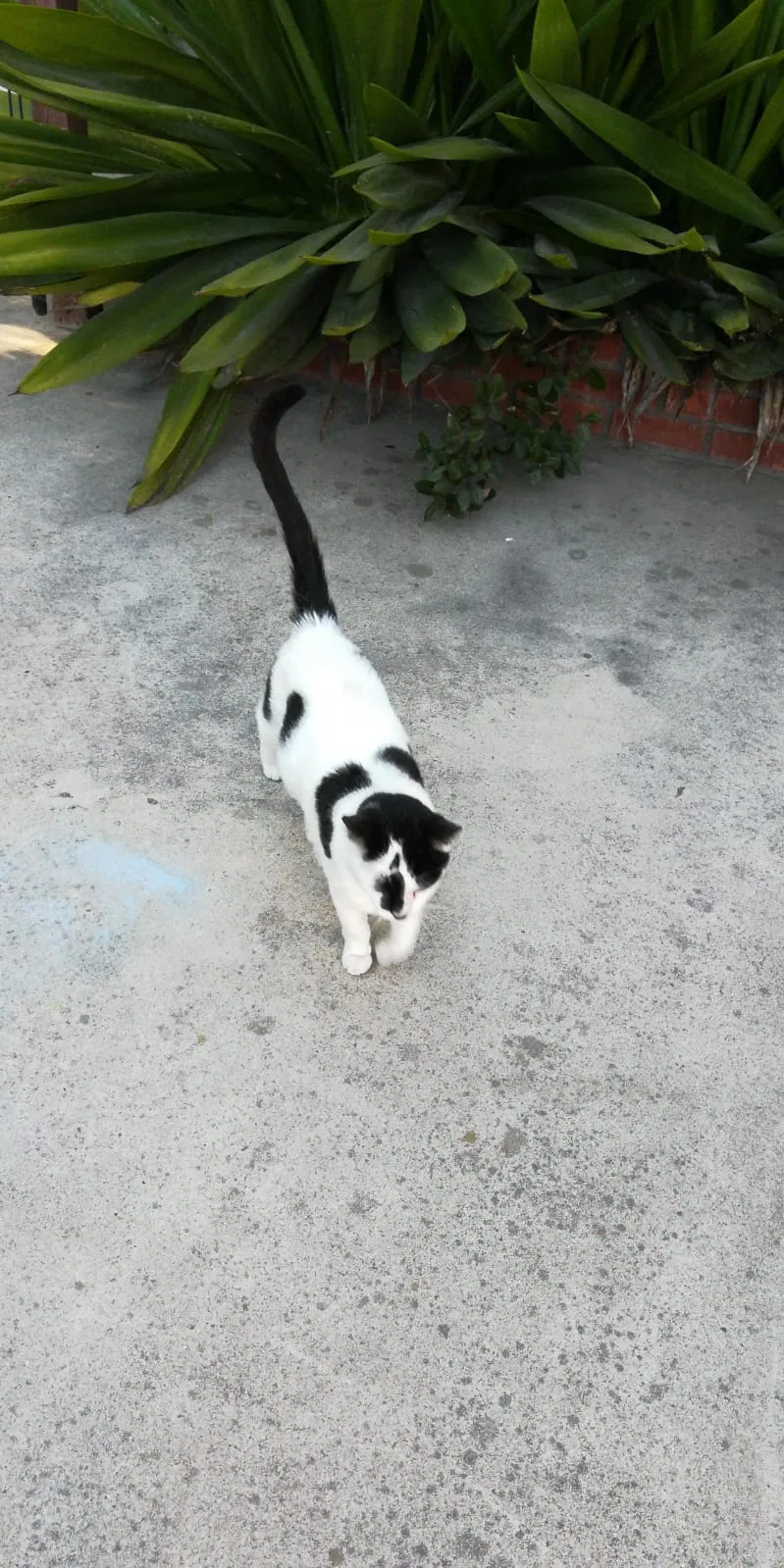 Lost cat in Spring Valley, CA, 91977