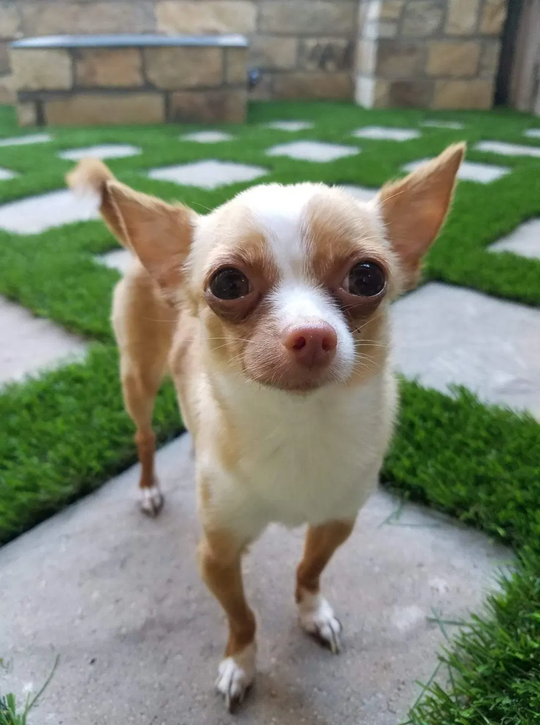 Lost dog in Dallas, TX, 75231