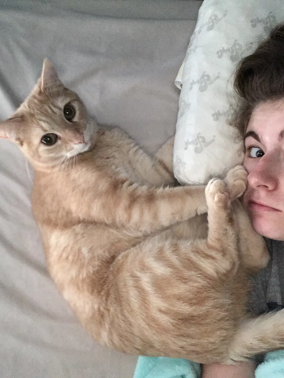 Lost cat in Maumee, OH, 43537