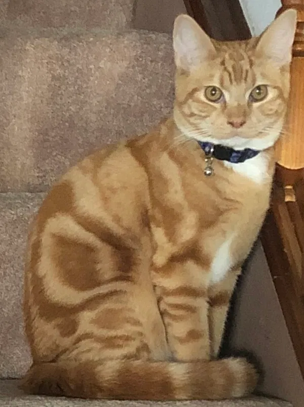 Lost cat in Fairfield, CA, 94534