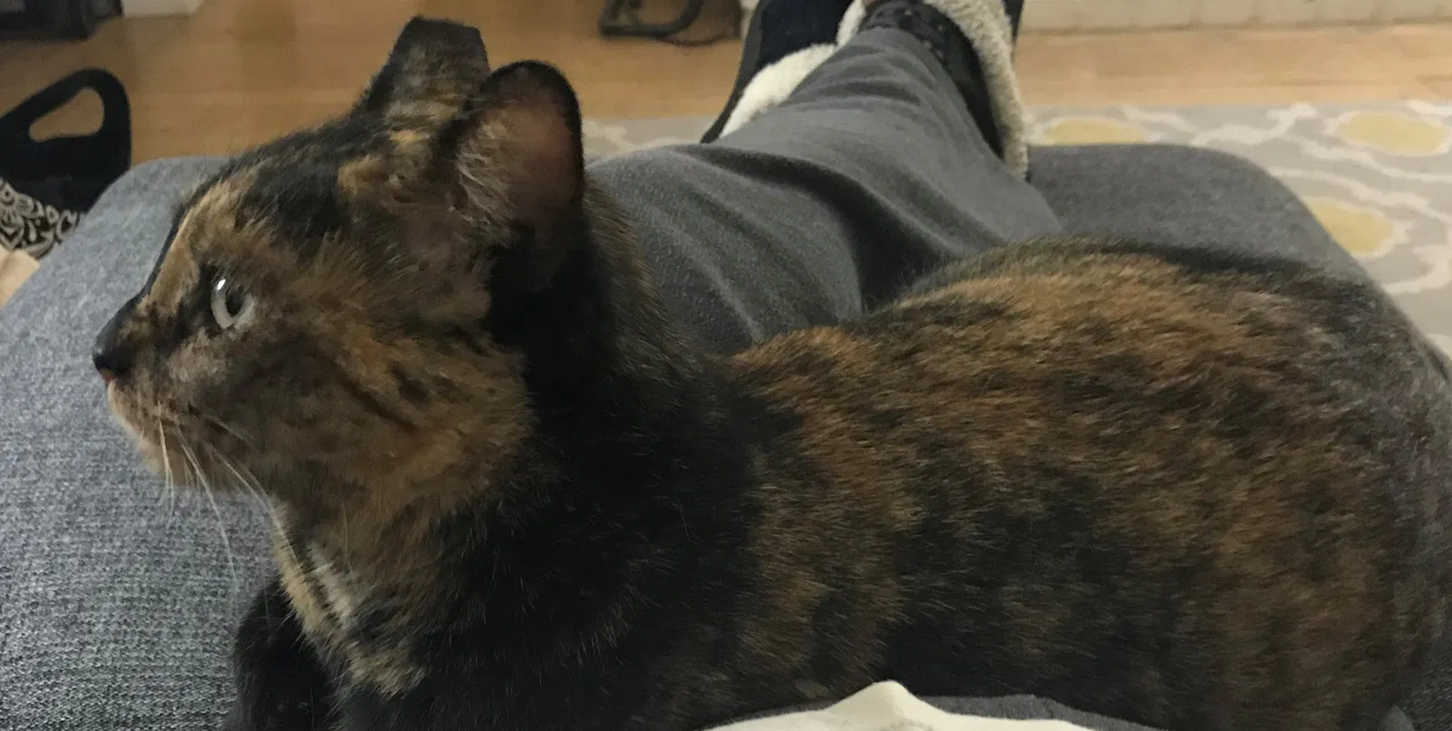 Lost cat in El Sobrante, CA, 94803