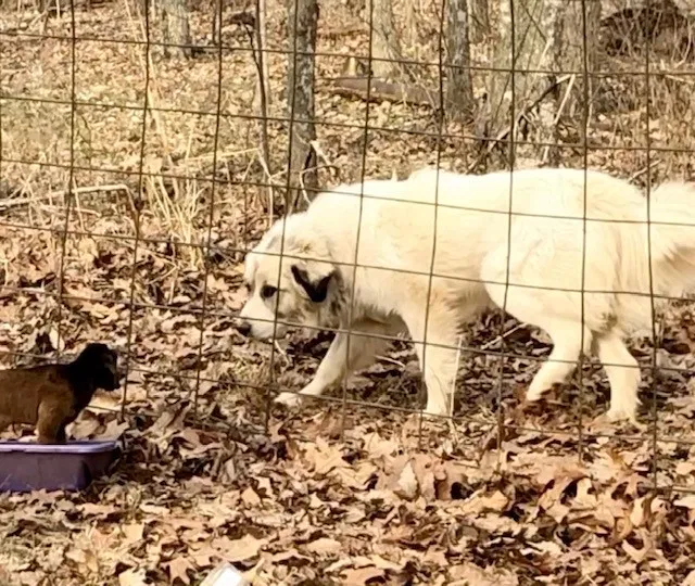 Lost dog in Republic, MO, 65738