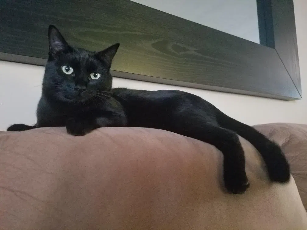 Lost cat in Pomona, CA, 91768