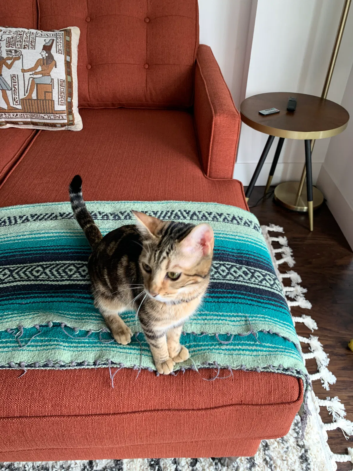 Lost cat in Walnut Creek, CA, 94596