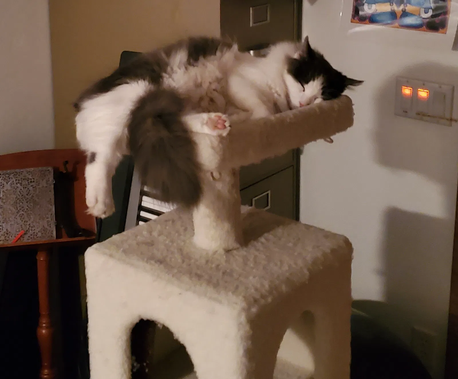 Lost cat in Tucson, AZ, 85730