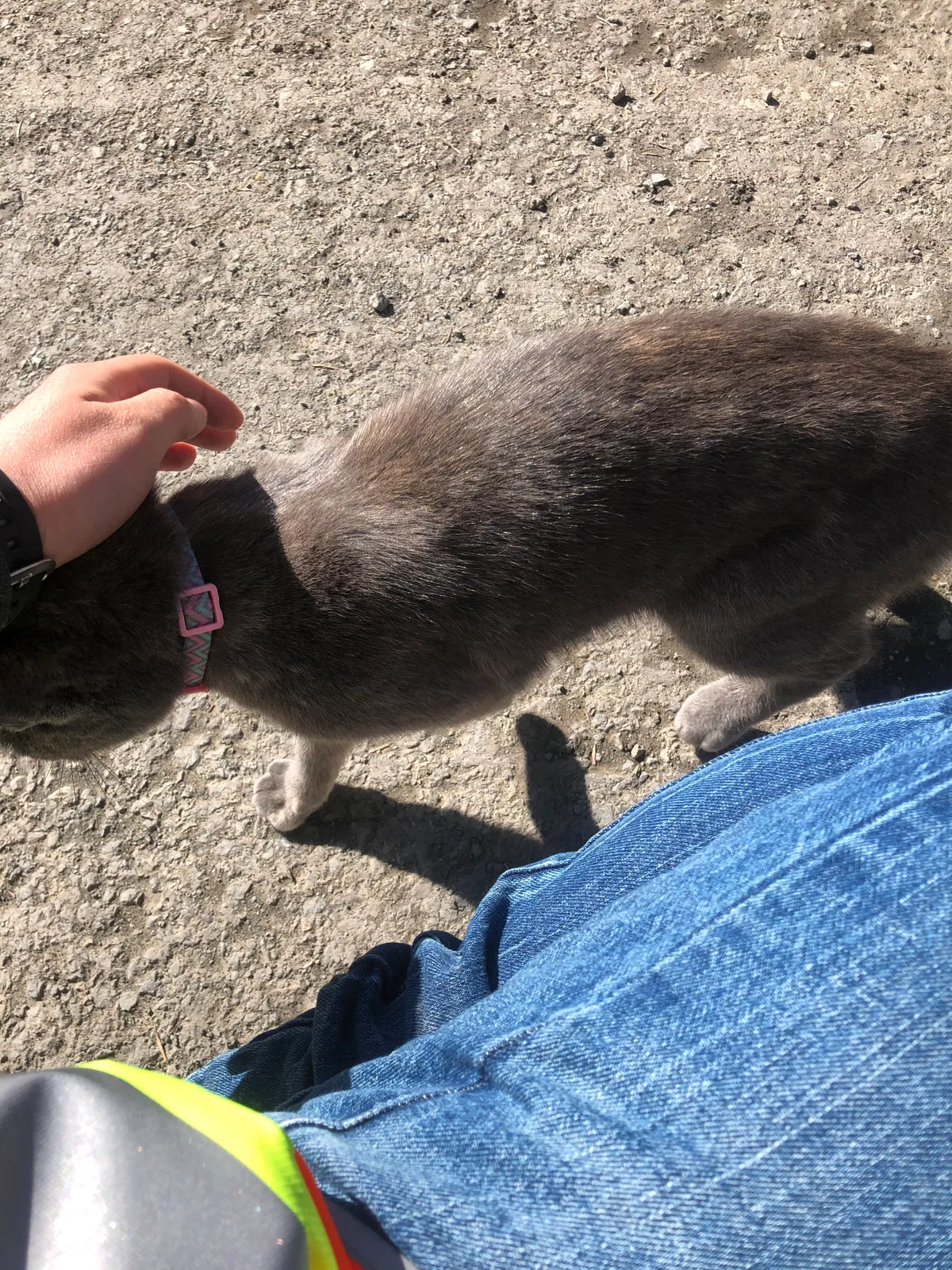 Found cat in Crescent City, CA, 95531