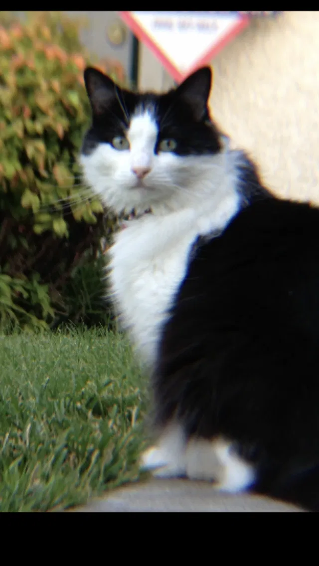 Lost cat in Elk Grove, CA, 95758