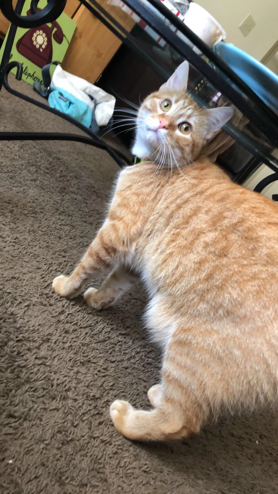 Lost cat in Weatherford, OK, 73096