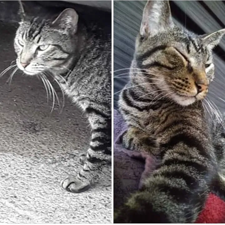 Lost cat in Phoenix, AZ, 85014