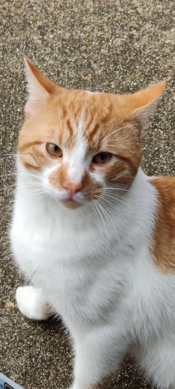 Lost cat in Greenwell Springs, LA, 70739