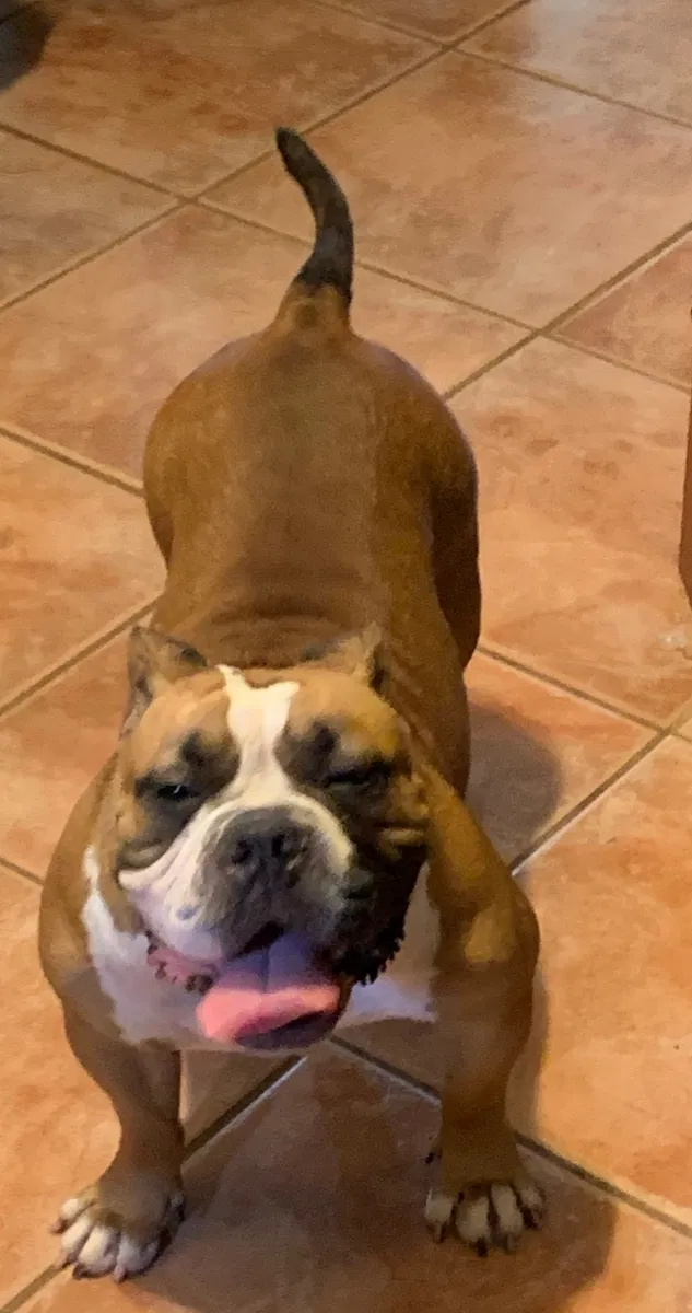 Lost dog in Marrero, LA, 70072