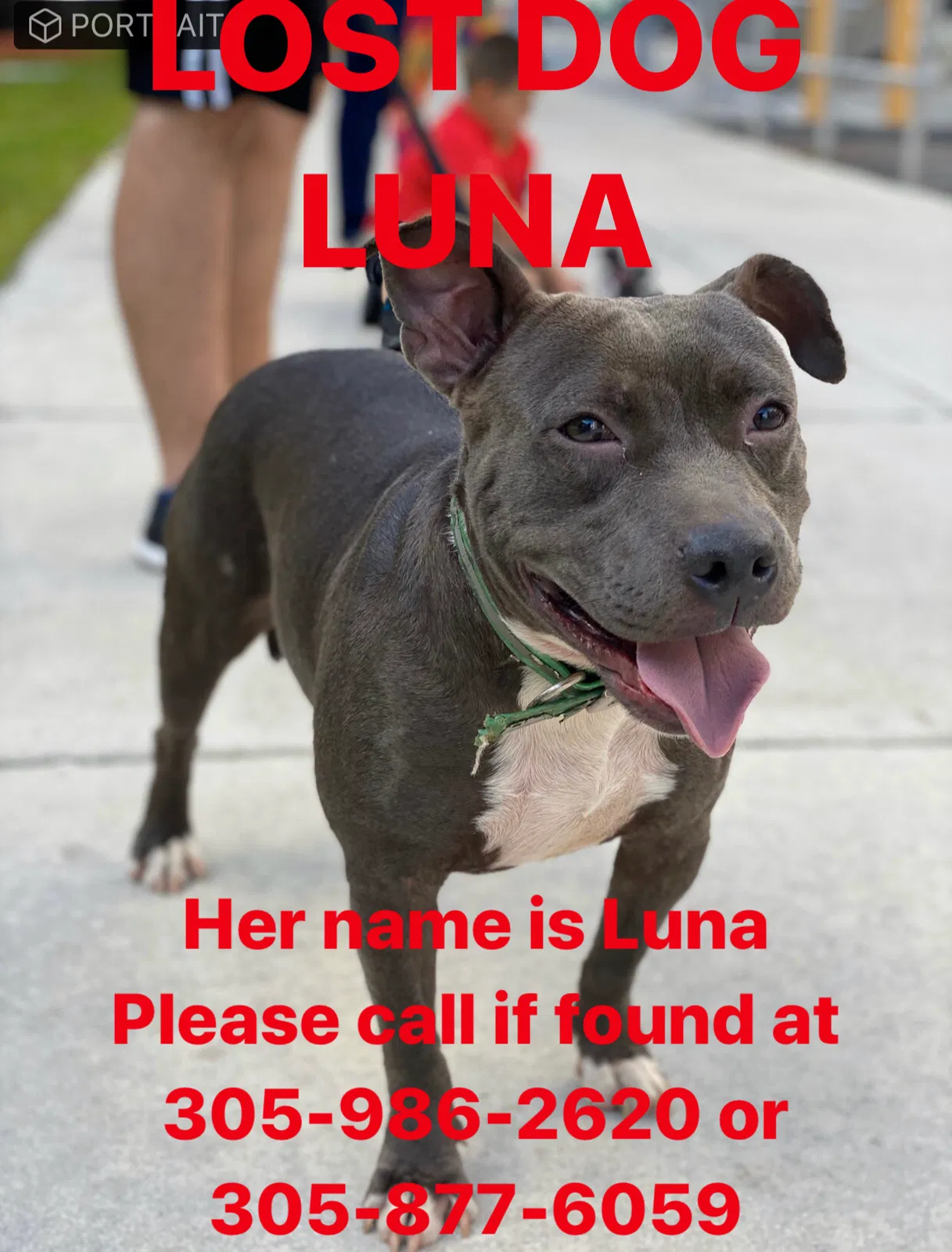 Lost dog in Miami, FL, 33147