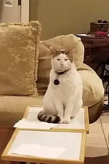 Lost cat in Chandler, AZ, 85226