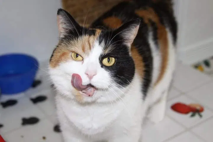 Lost cat in Cleveland, OH, 44118