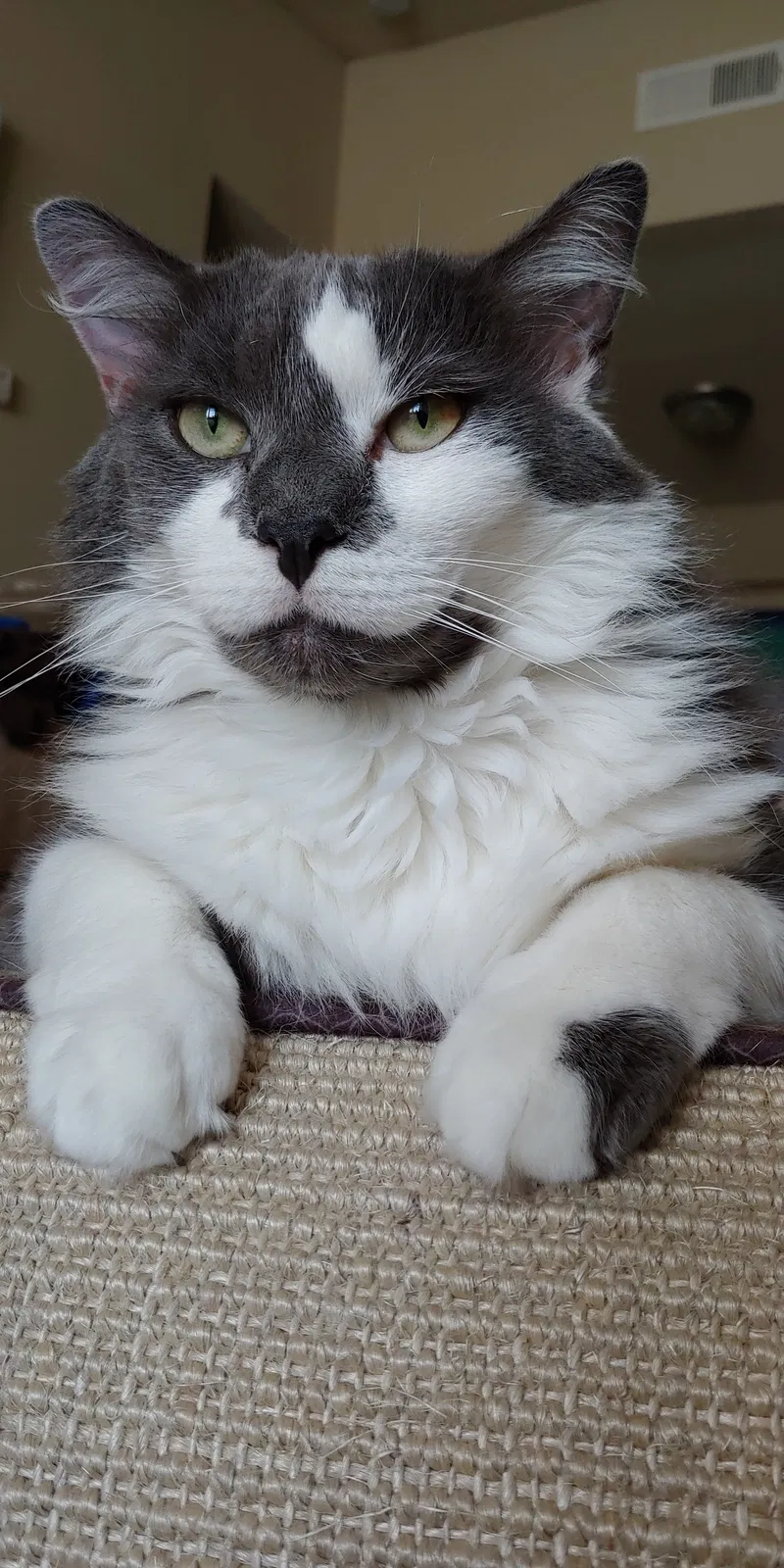 Lost cat in Fort Worth, TX, 76132
