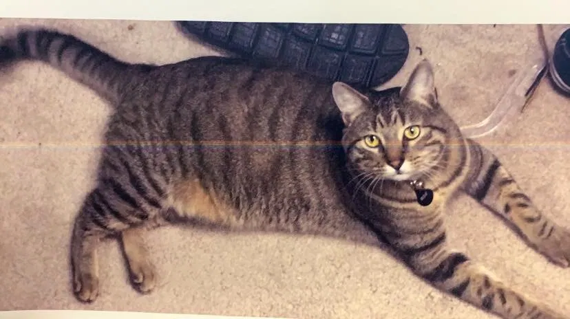 Lost cat in O Fallon, MO, 63368