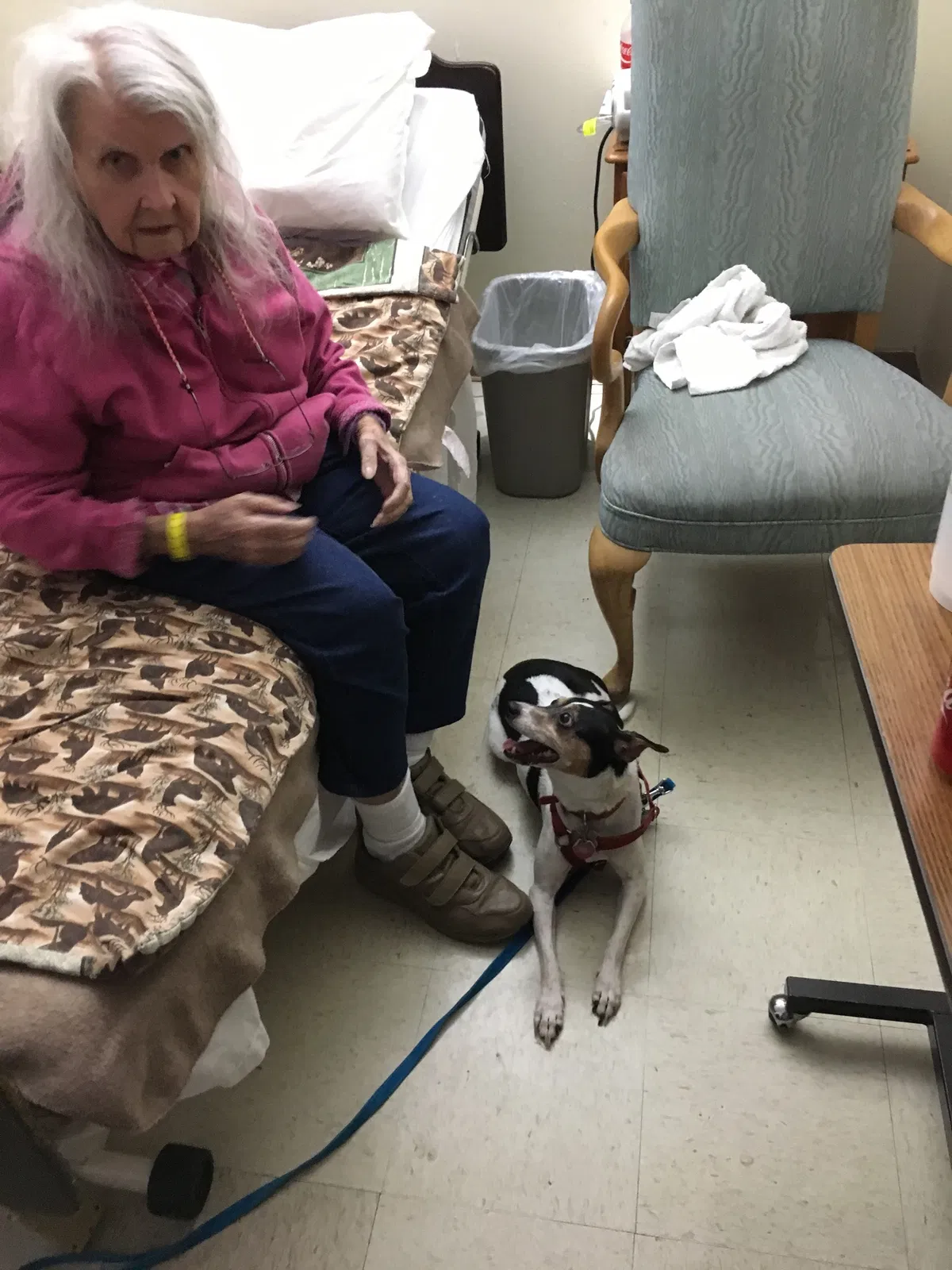 Lost dog in Austin, TX, 78729