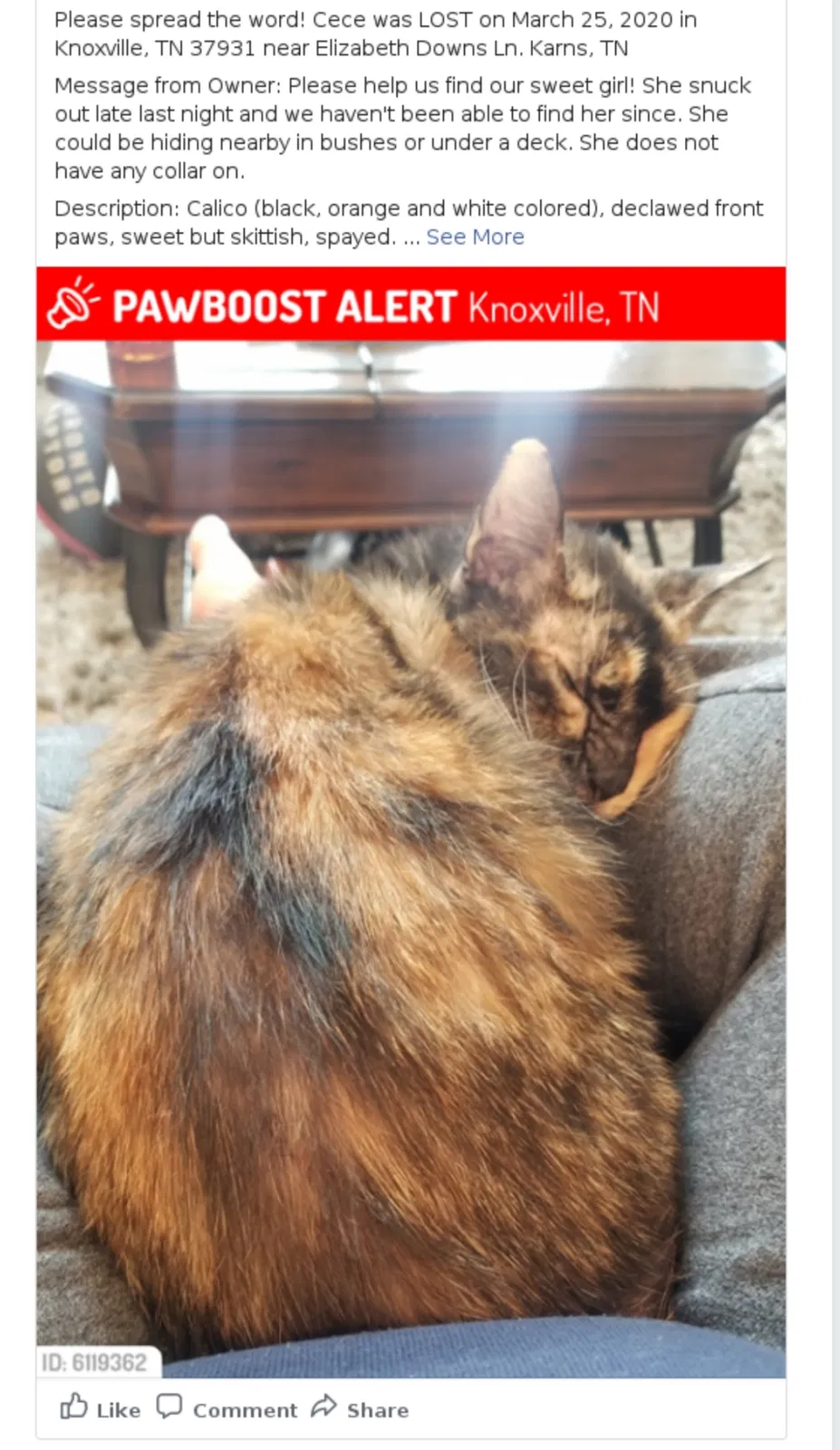 Lost cat in Knoxville, TN, 37931