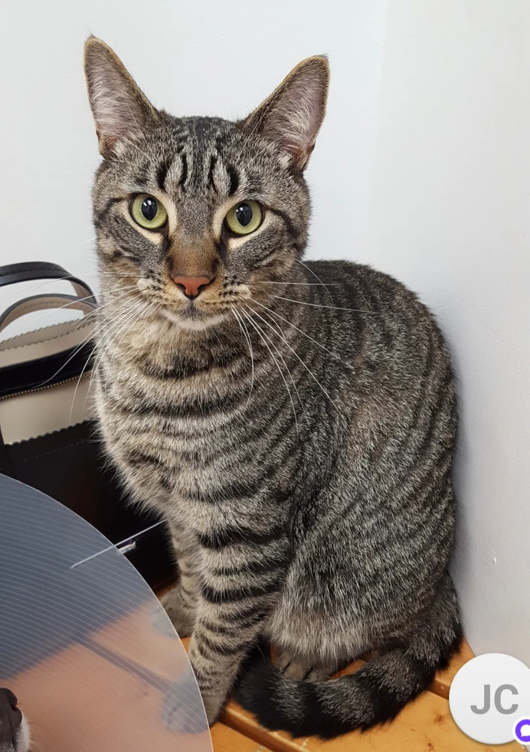 Lost cat in Maryville, TN, 37803