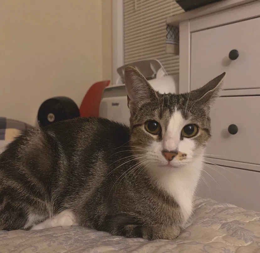 Lost cat in Ridgewood, NJ, 7450