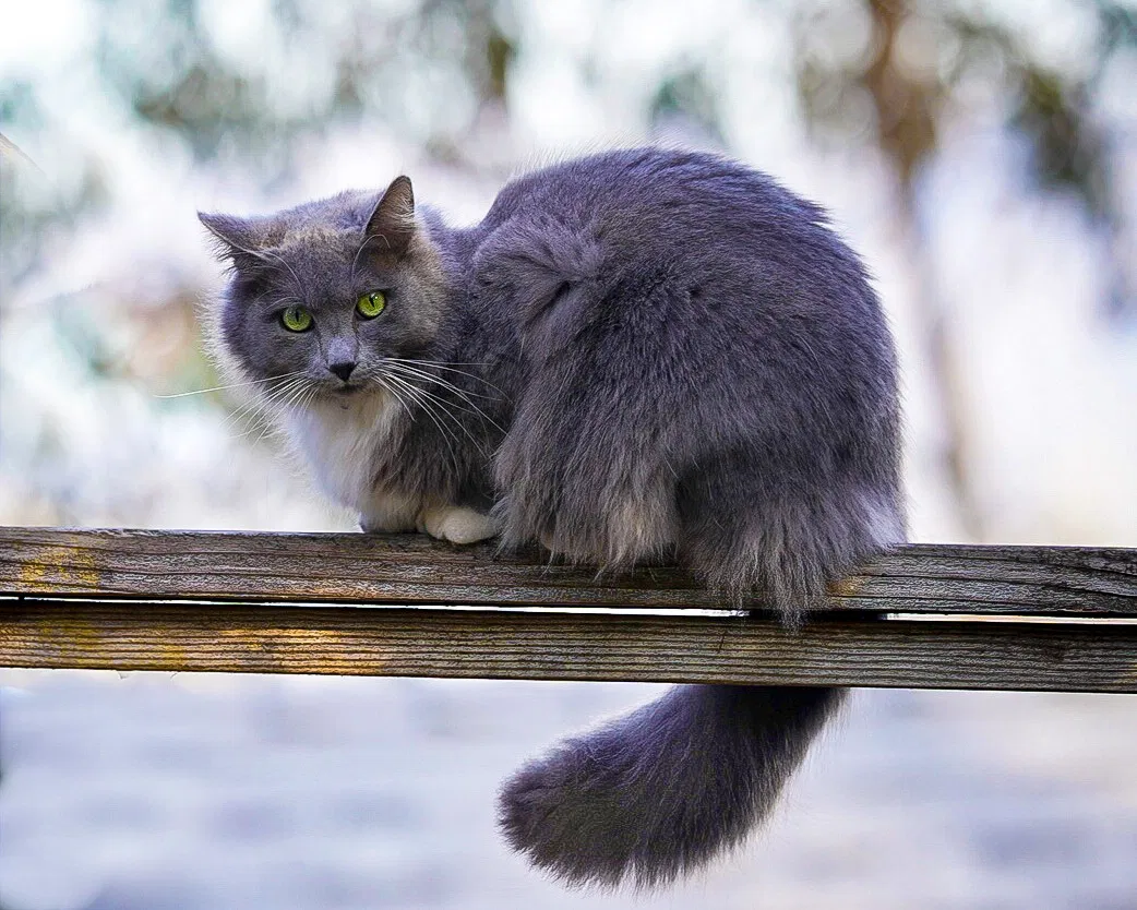 Lost cat in Los Angeles, CA, 90039