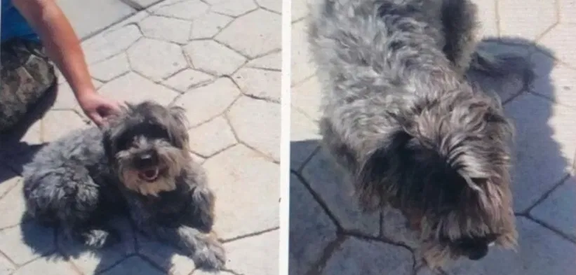 Lost dog in El Paso, TX, 79938