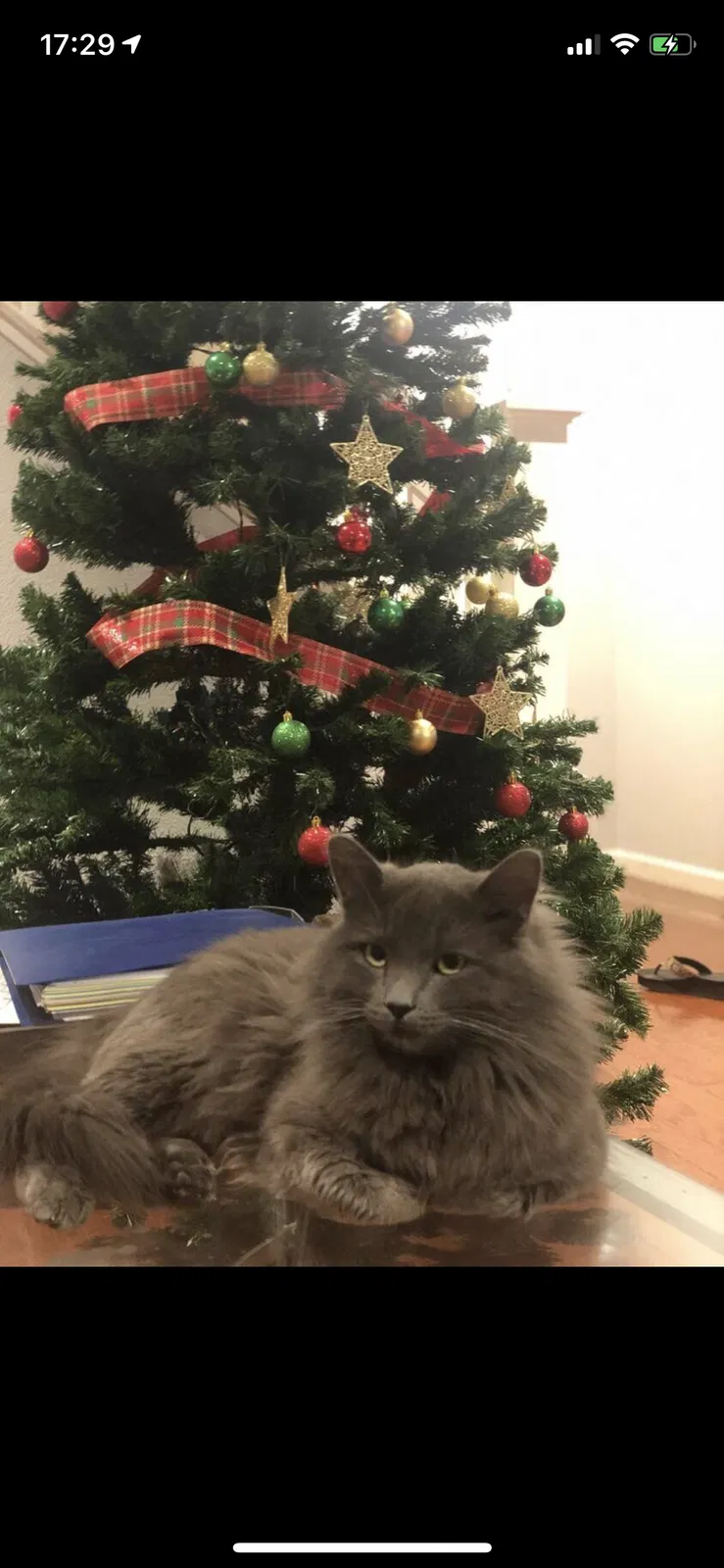 Lost cat in Pittsburg, CA, 94565