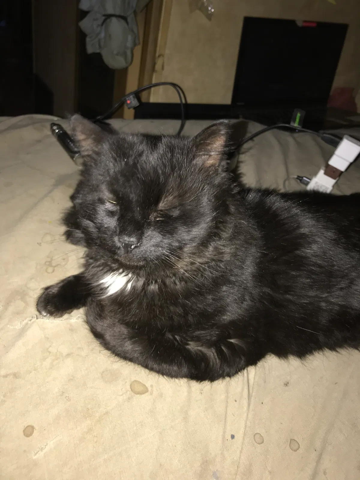 Lost cat in East Windsor, CT, 6088