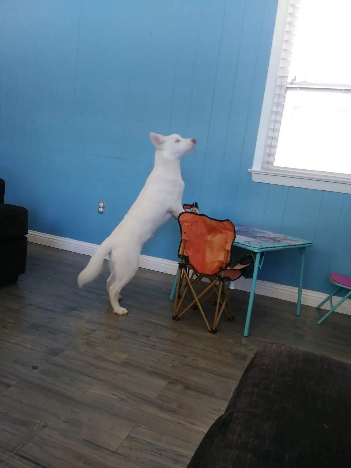 Lost dog in Baton Rouge, LA, 70806