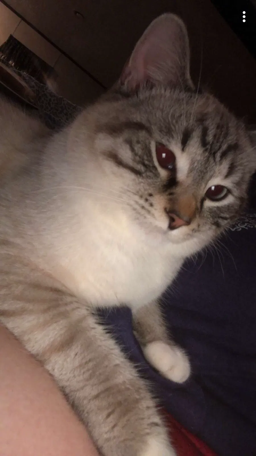 Lost cat in Statesville, NC, 28625