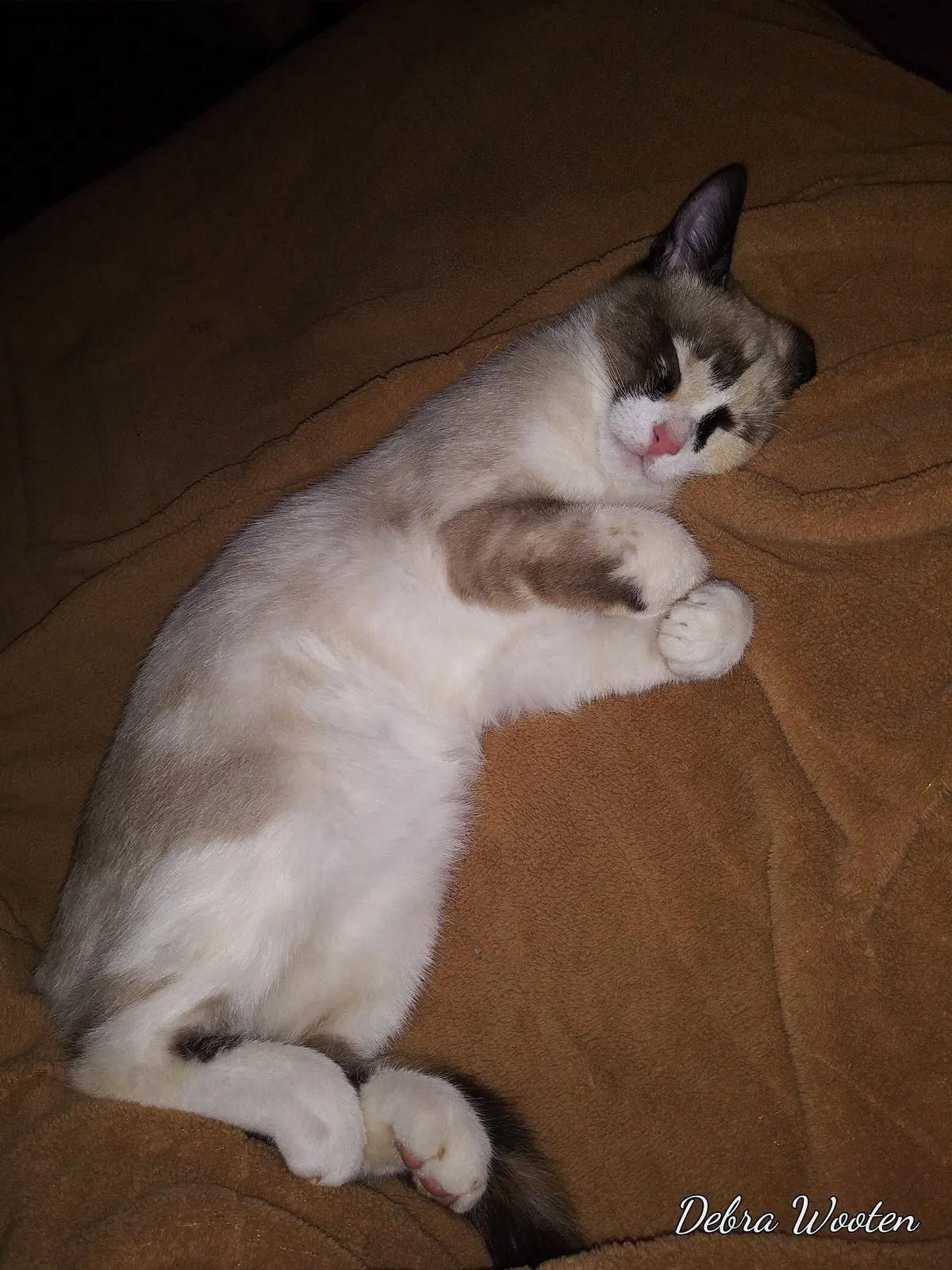Lost cat in Fairburn, GA, 30213