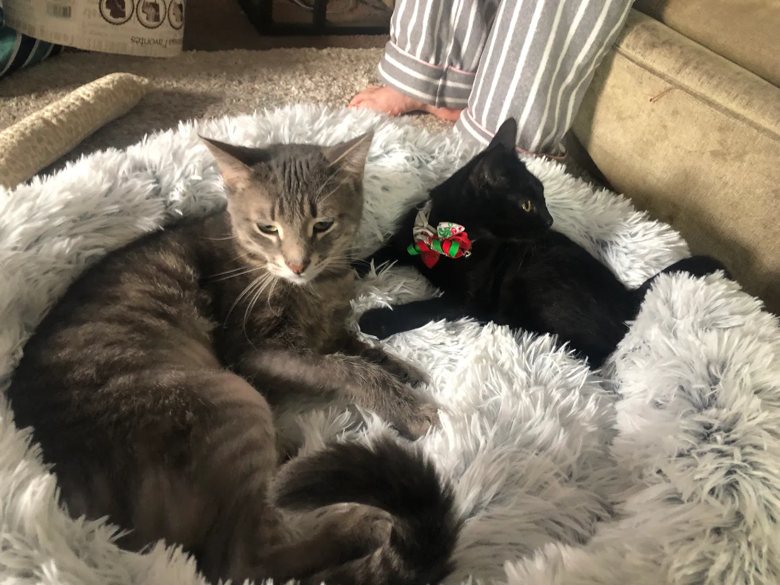Lost cat in Buffalo, NY, 14218